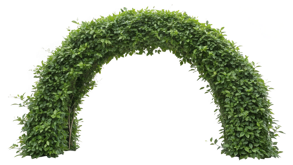 trimmed shrubs, isolated on a transparent background PNG