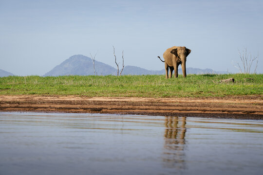 Sri Lankan elephant grazes near water in Gal Oya National Park