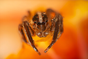 Jumping Spider. Colorful nature background. 