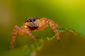Jumping Spider. Colorful nature background. 