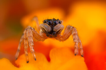 Jumping Spider. Colorful nature background. 