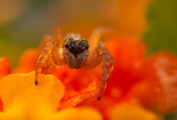 Jumping Spider. Colorful nature background. 