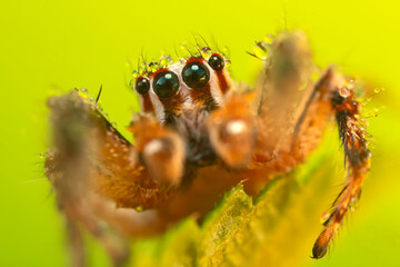 Jumping Spider. Colorful nature background. 