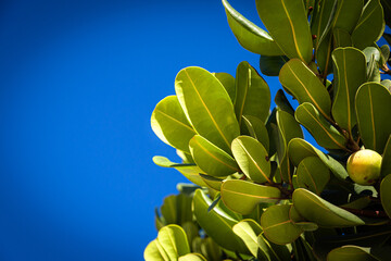 Close-up of green and yellow leaves of a living plant against a blue sky background. Sunny day. Botany.