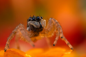 Jumping Spider. Colorful nature background. 