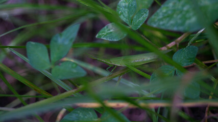 A photograph of a Green Steamed Grasshopper. Taken from Kalibo, Aklan, Philippines. 