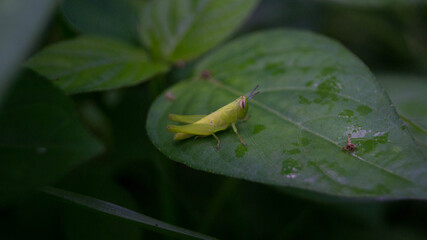 A photograph of a nymph (young grasshopper). Taken from Kalibo, Aklan, Philippines. 