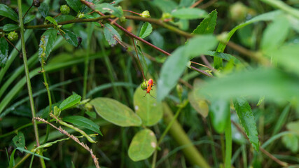 A photograph of a Red Cotton Bug. Taken from Kalibo, Aklan, Philippines. 