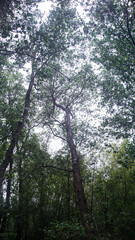 A photograph of the Mangrove Trees in Bakhawan Ecopark. Taken from New Buswang, Kalibo, Aklan, Philippines. 