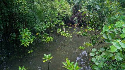 A photograph of the Mangrove Trees in Bakhawan Ecopark. Taken from New Buswang, Kalibo, Aklan, Philippines. 