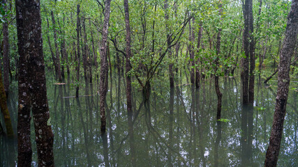 A photograph of the Mangrove Trees in Bakhawan Ecopark. Taken from New Buswang, Kalibo, Aklan, Philippines. 