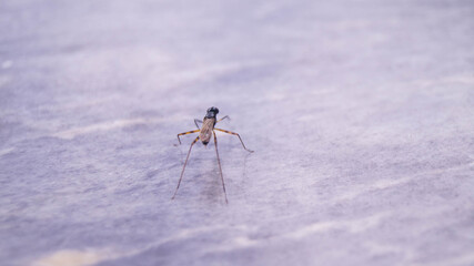 A photograph of a Micropezidae family. Taken from Kalibo, Aklan, Philippines. 