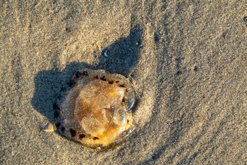 Stranded jellyfish at the Dutch beach near Noordwijk
