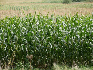 The agricultural land of a green corn farm