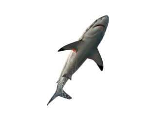 Fierce Shark Breaching Water with Splash Effect