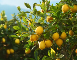 a lemon tree with fruits on it