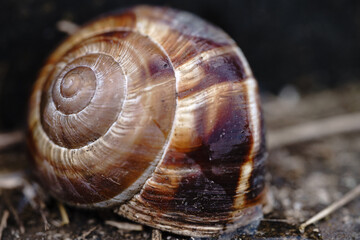 Close-up view of a beautiful brown snail shell resting on a natural surface in a tranquil outdoor setting during the daylight