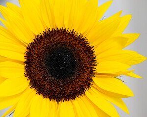 Naklejka premium Close-Up of a Vibrant Sunflower in Full Bloom