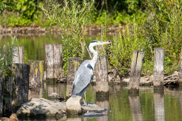 Grey heron (Ardea cinerea) standing on a rock by the pond, in a natural environment