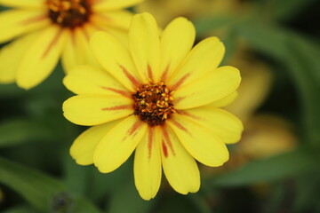 Yellow Zinnia Flower with Orange Stripes