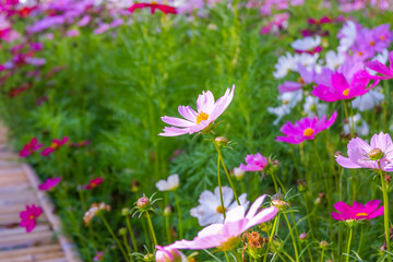 Obraz premium Beautiful pink cosmos flowers blooming in garden,spring season.