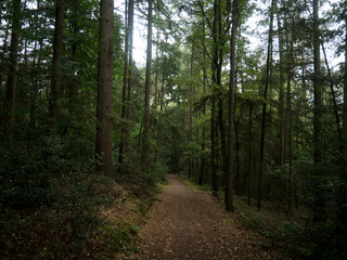 Green forest in Nordrhein-Westfalen, Germany