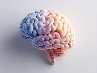 Human Brain Illustration with Color Gradient on White Background.