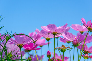 Beautiful pink cosmos flowers blooming in garden,spring season.