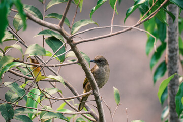 Brown Bulbul Bird Perched on Leafy Branch