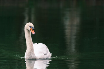 Obraz premium Graceful Mute Swan Gliding on Dark Water