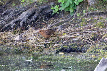 Female blackbird by the water, standing on the riverbank near roots and vegetation
