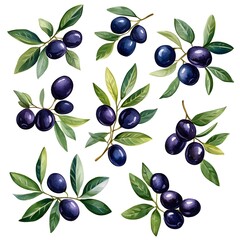 olives clipart, white isolated background, 