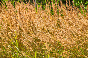 Fototapeta premium Golden grass swaying gently in the sunlight