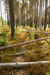leśna ścieżka ,lato  © Marcin Łazarczyk