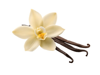 Vanilla flower and pods isolated on transparent background