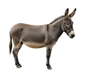 Fototapeta premium Brown Donkey Isolated Cutout Transparent PNG
