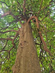 Powerful view up a majestic tree trunk to a canopy of gnarled branches and green leaves. Ideal for concepts of growth, connection, family roots, or complex networks.