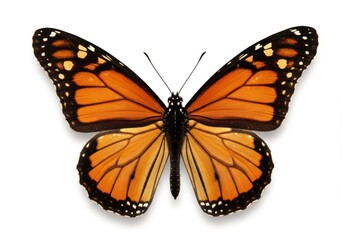 Fototapeta premium A vibrant monarch butterfly, wings outstretched, displays its striking orange and black patterns against a plain white backdrop.