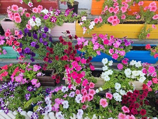 A vibrant cascade of colorful petunias in bright wooden boxes. A cheerful floral background for gardening articles, summer decor inspiration, or a flower market scene.