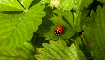 Siebenpunkt-Marienk&auml;fer auf Bl&auml;ttern eines Johannisbeerstrauches