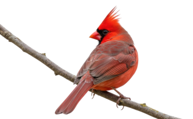 Red Cardinal Bird on a Branch Isolated Cutout Transparent PNG