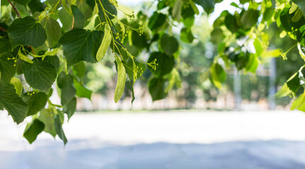 Lush green leaves are illuminated by sunlight, creating a serene atmosphere. The soft focus background enhances the vibrant colors and textures of the foliage, inviting a sense of tranquility