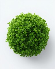 Fototapeta premium Round green plant top-down view