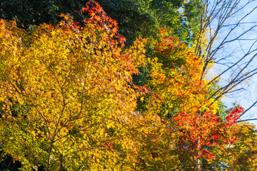 日本の風景・秋　長野県飯田市　紅葉の天龍峡