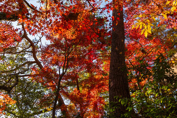 日本の風景・秋　長野県飯田市　紅葉の天龍峡