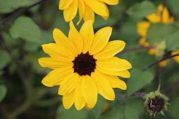 Closeup of a Yellow Sunflower in Bloom