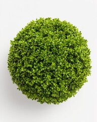 Fototapeta premium Round green plant, top view (1)