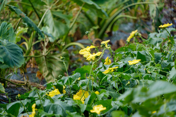 畑に咲くヘチマの黄色い花の群生