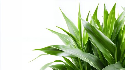 Obraz premium Vibrant Green Leaves Against White Background