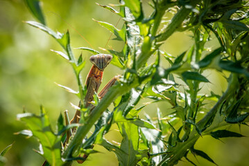 mantis on a branch waiting for brunch
